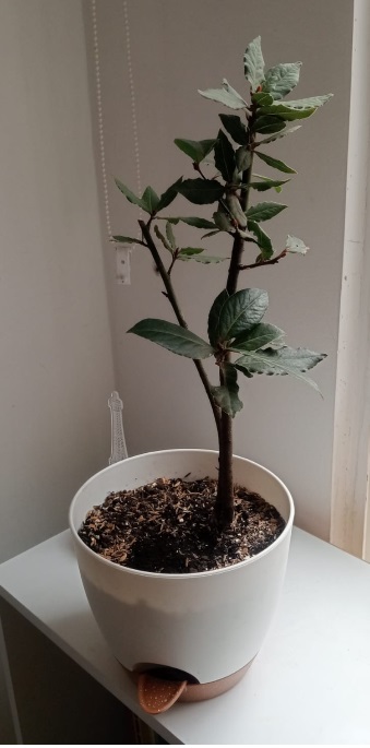 Laurel con macetero de riego en base